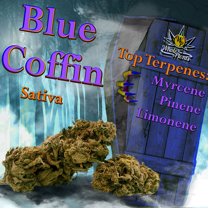 Blue Coffin Sativa