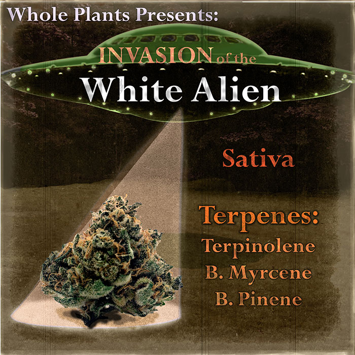 White Alien Sativa